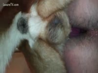 [ Animal XXX ] A dog copulates the bawdy cleft of a slutwife by putting its pecker